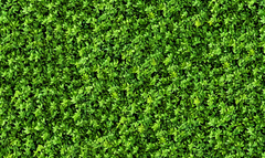 Grass Floor Drop