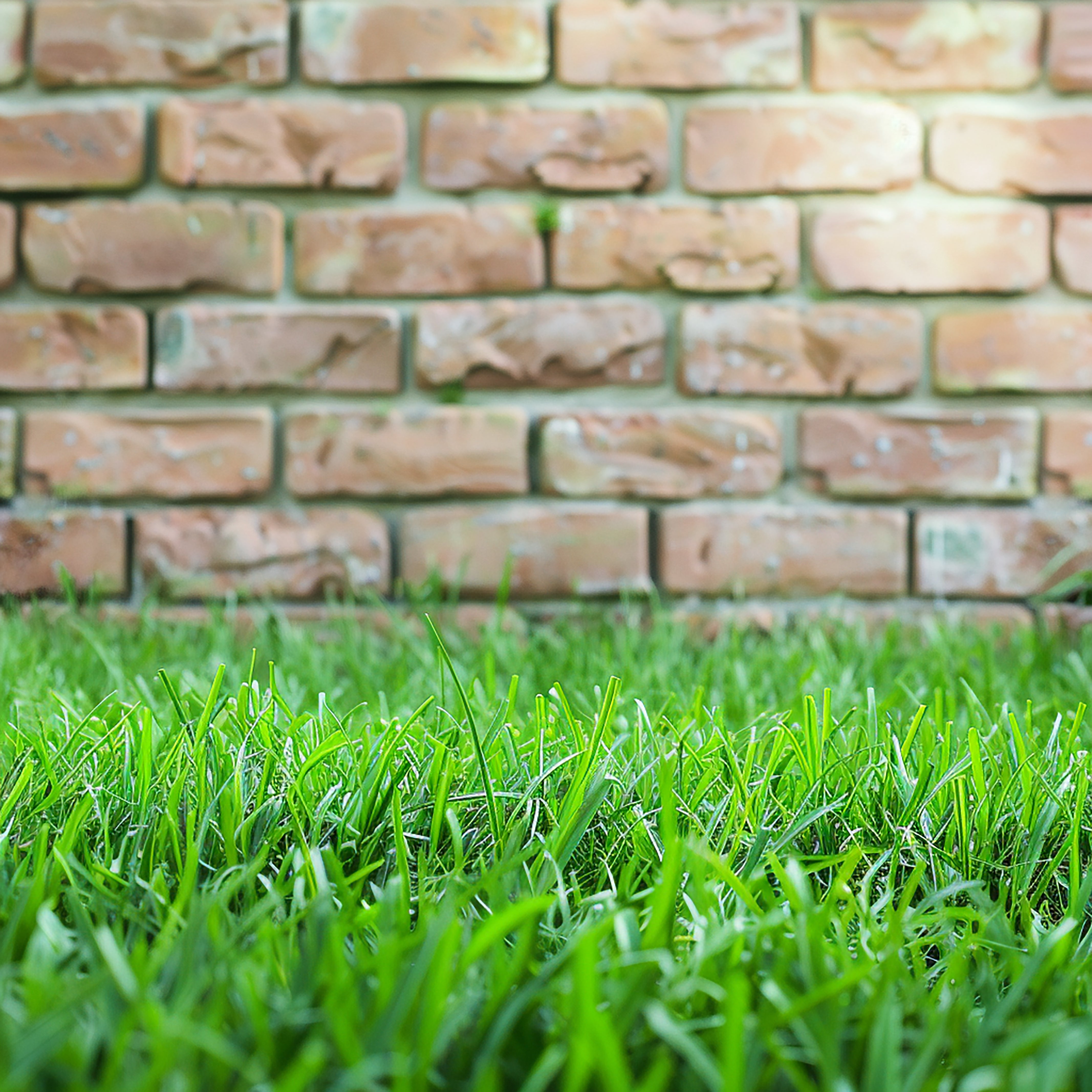 Grass Photography Board